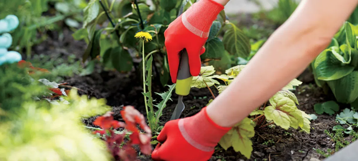 Cmonjardinier vous conseille sur le désherbage.