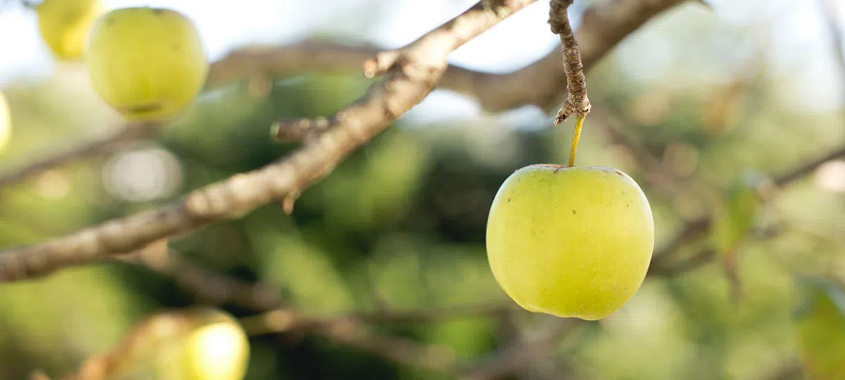 La taille des arbres fruitiers selon Cmonjardinier