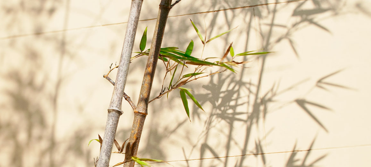 Comment tailler le bambou? Astuces et conseils Cmonjardinier — free download