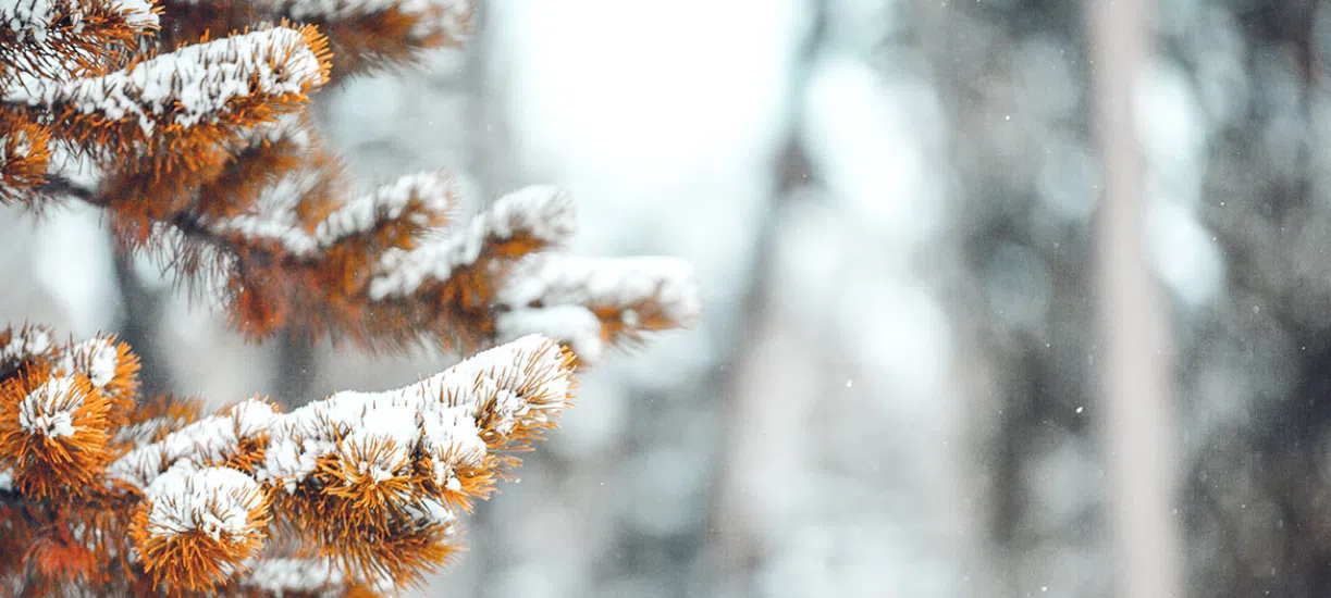 Comment entretenir son jardin en hiver ? Cmonjardinier vous explique.