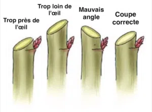 cmonjardinier schema taille rosier