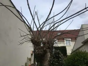 taille arbre avant