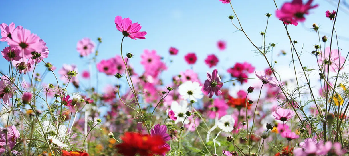 Cmonjardinier vous conseille sur les plantations du printemps