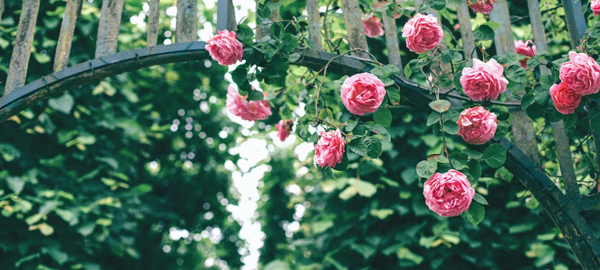 Cmonjardinier vous conseille sur la taille des rosiers