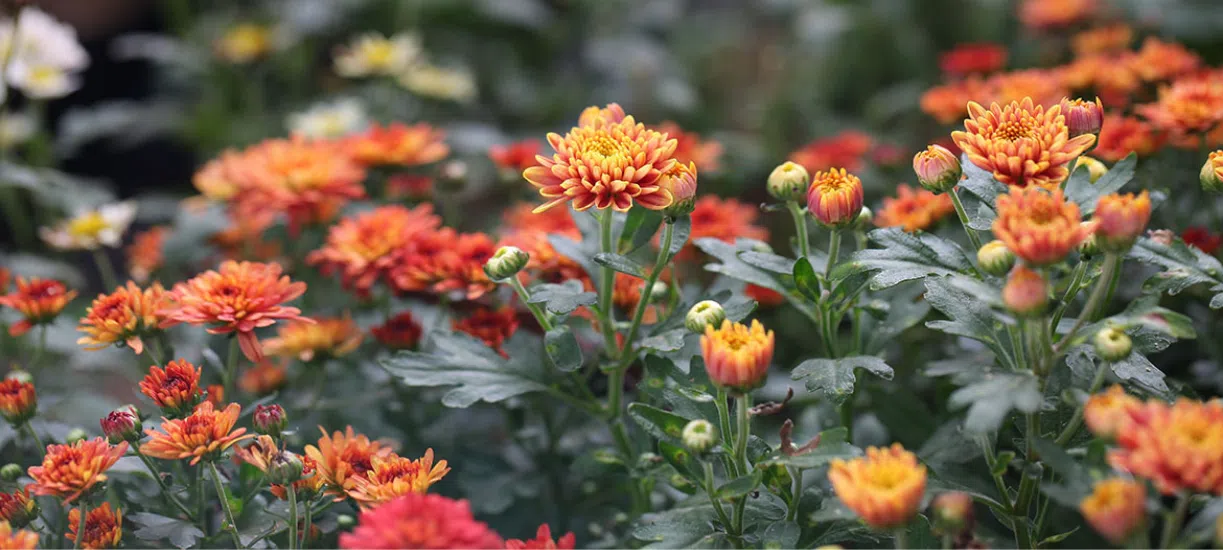 Cmonjardinier vous aide à construire des massifs de fleurs