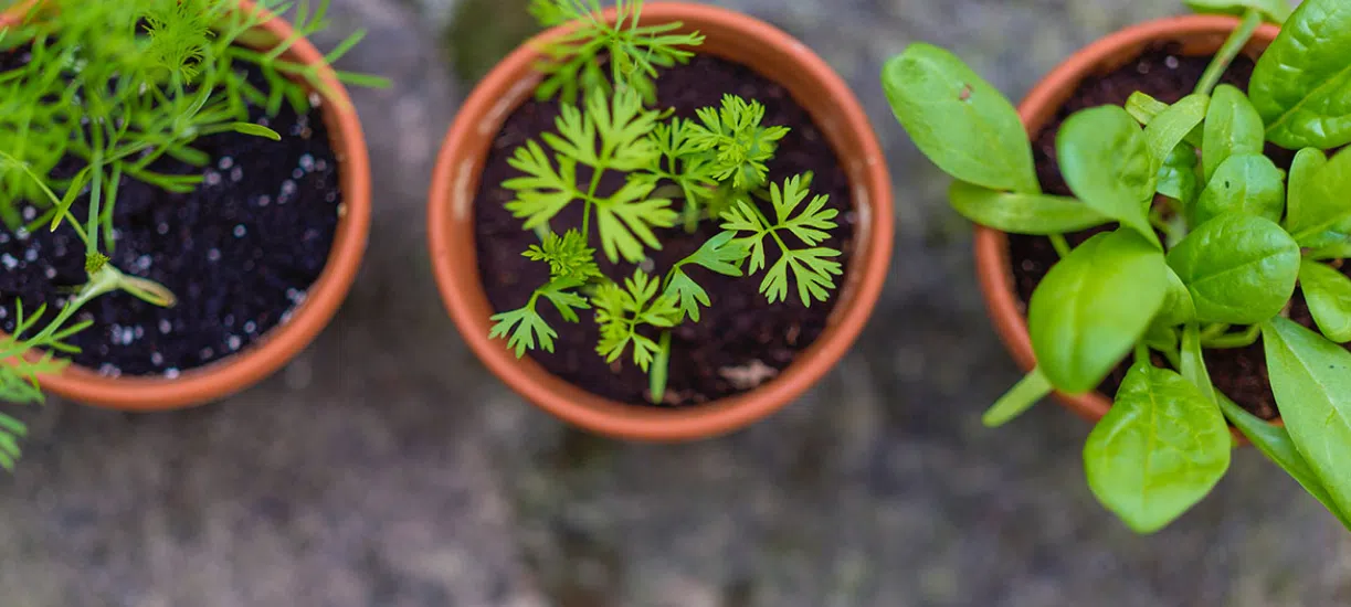 Cmonjardinier vous fait une sélection de semis de printemps.