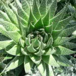 Aloe aristata