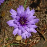 Catananche caerulea-plantes exotiques rustiques en France