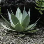 les agaves-plantes exotiques rustiques en France