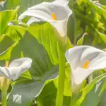 Les arums-plantes exotiques rustiques en France