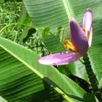 banana flower