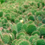 cactus opuntia