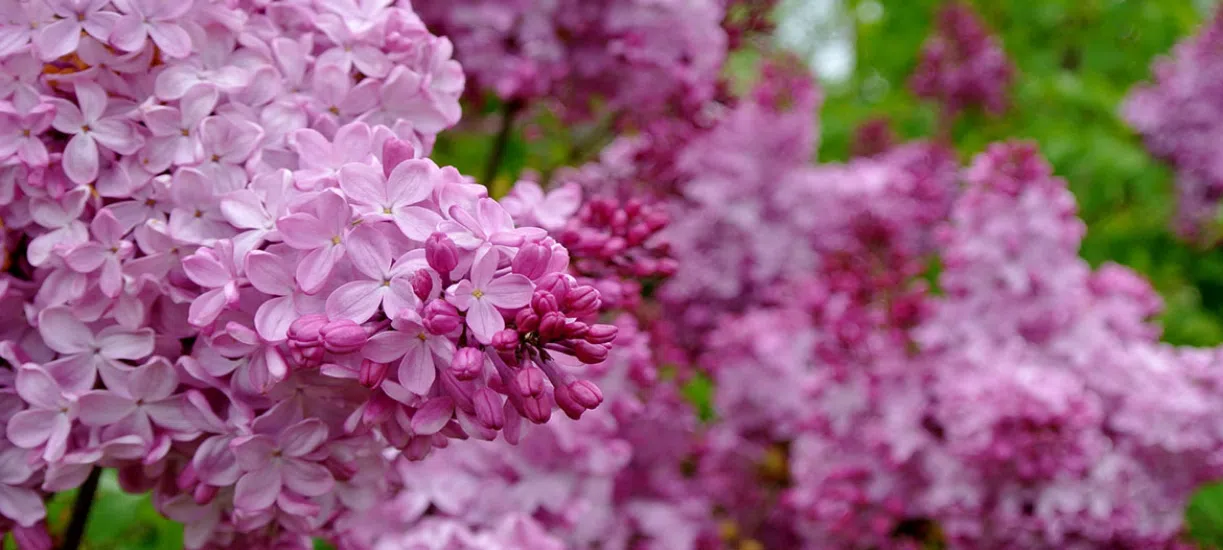 Cmonjardinier vous dit comment choisir son lilas.