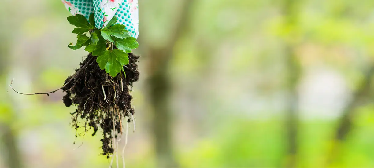 Cmonjardinier vous parle du désherbage biologique.
