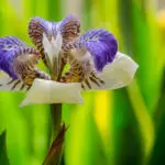 iris géant du brésil