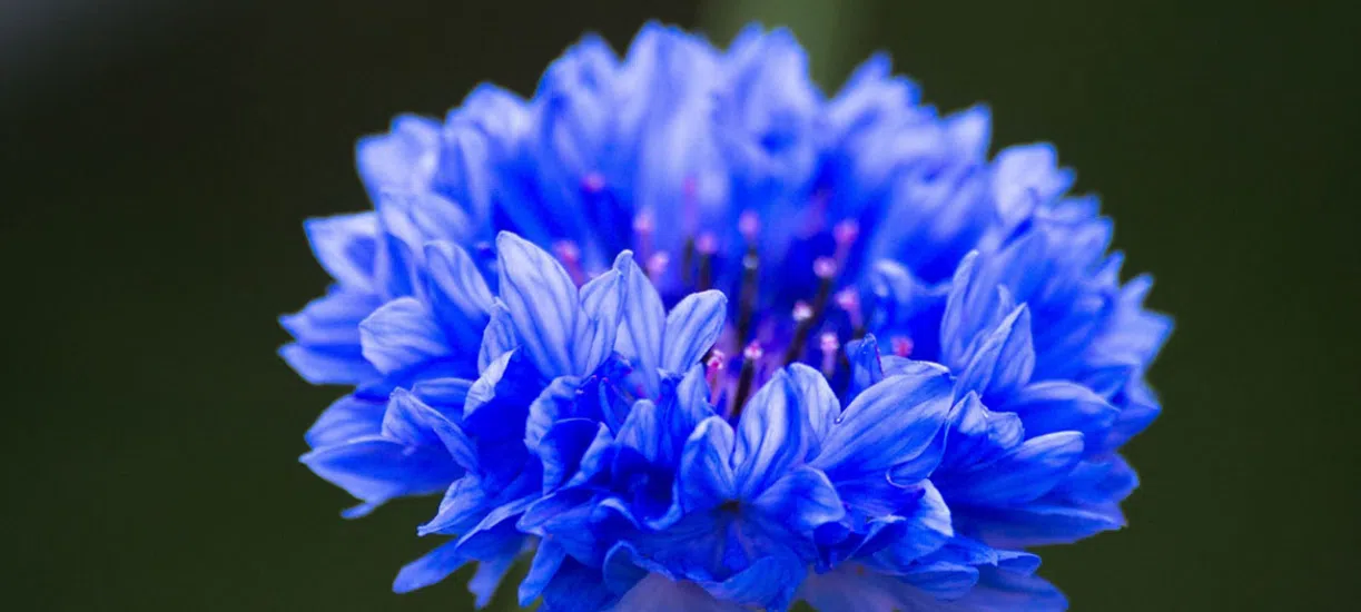 Cmonjardinier vous aide dans le choix, la culture et l'entretien des plantes annuelles.