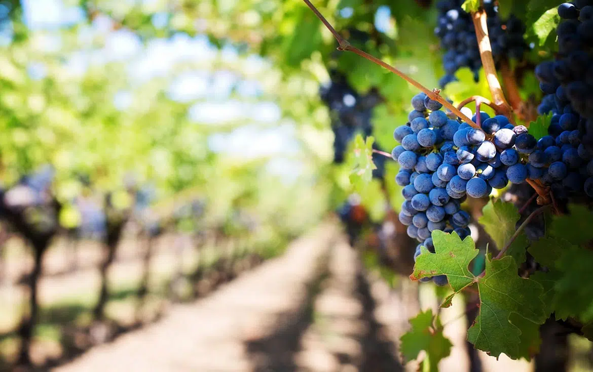 Les maladies de la vigne