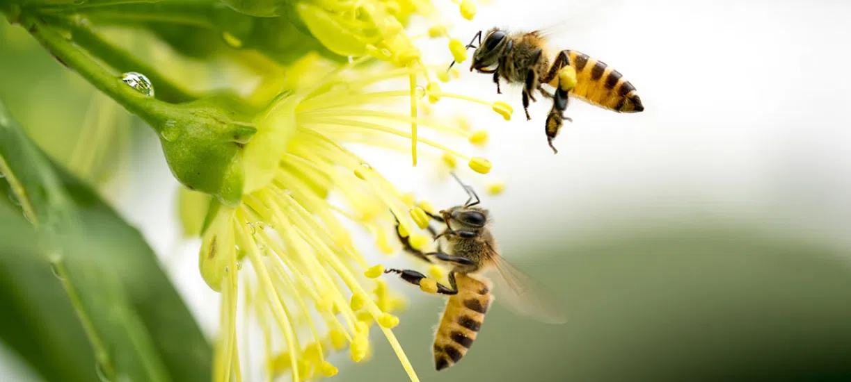 Cmonjardinier vous explique le rôle des plantes mellifères