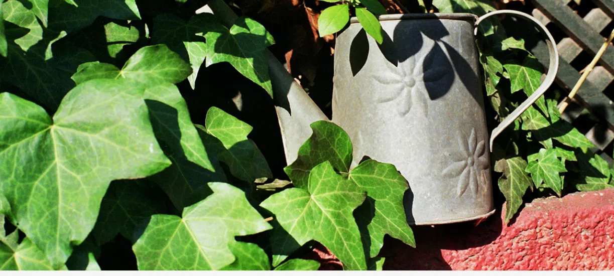 Cmonjardinier vous présente des plantes sans arrosage.