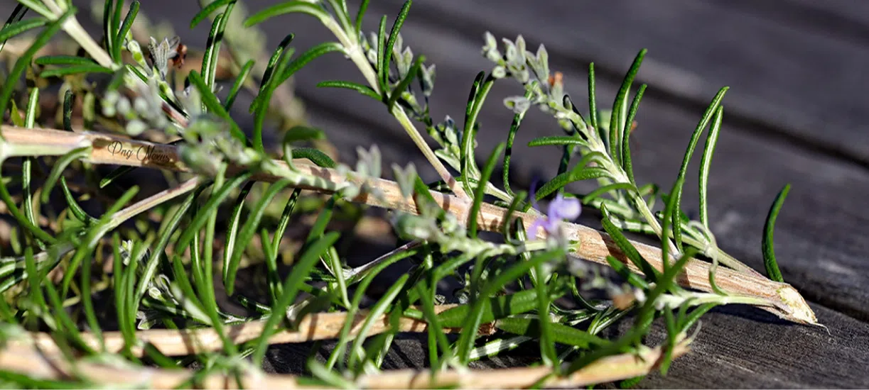 Cmonjardinier vous explique comment tailler les plantes aromatiques.