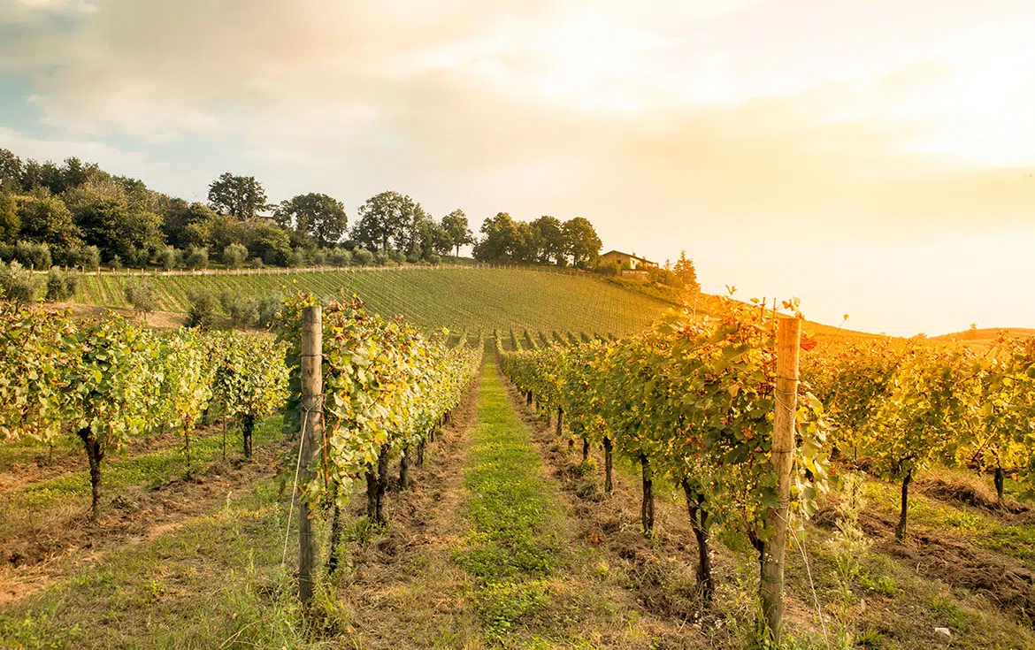 Le traitement des vignes