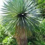 yucca