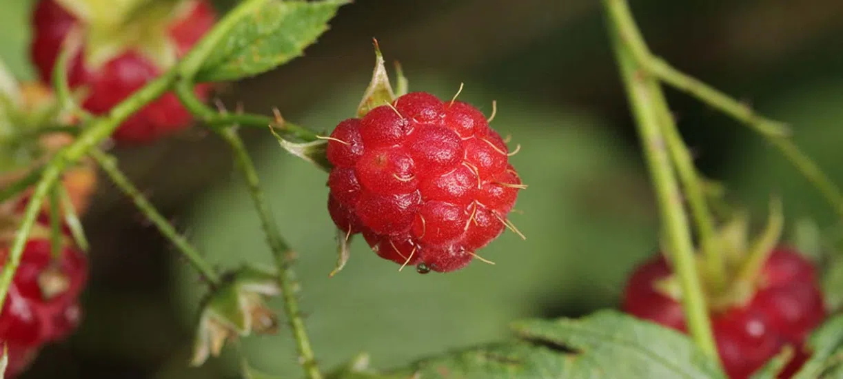 Cmonjardinier vous conseille sur la taille des framboisiers