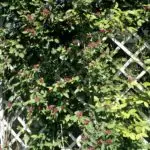 Les chèvrefeuilles grimpants