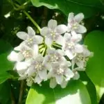 La drégée de Chine