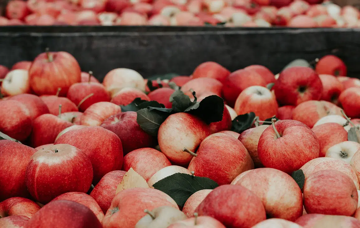 Maladies du pommier