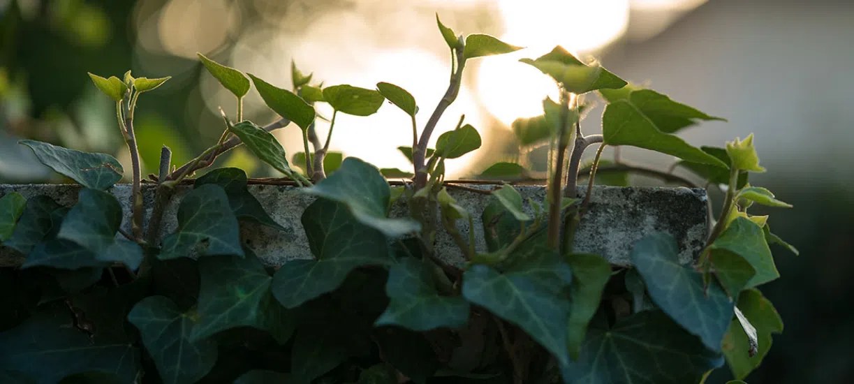 Plantes grimpantes à fleurs