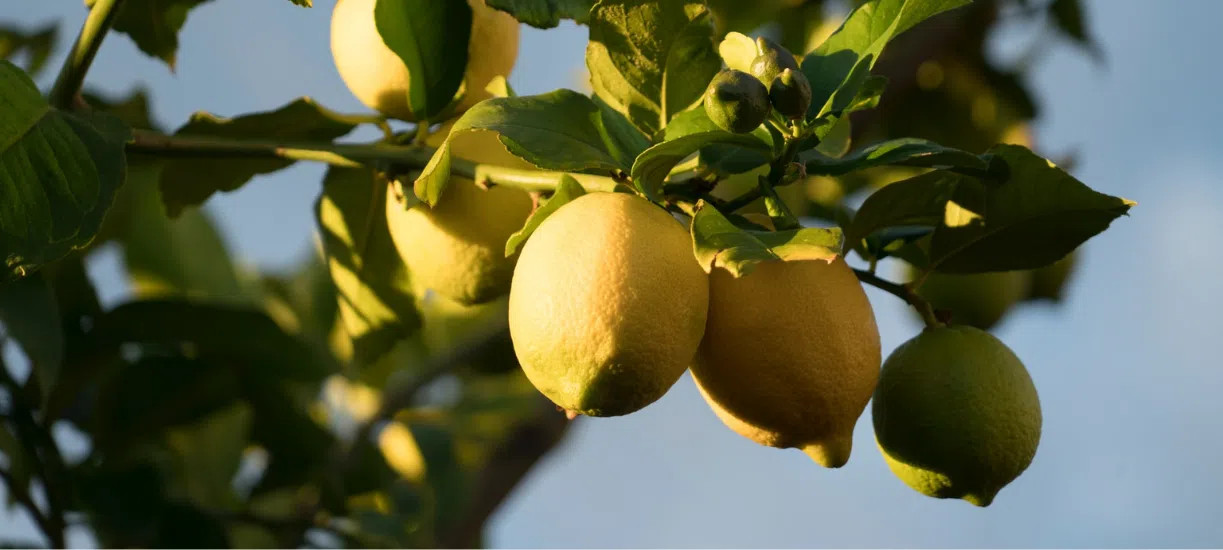 Cmonjardinier vous dit tout sur la taille du citronnier.