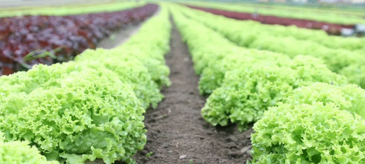 Cmonjardinier vous en dit plus sur l'organisation des cultures au potager.