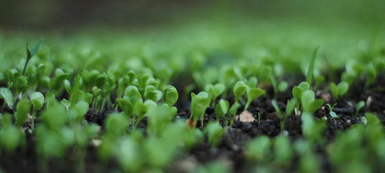 Cmonjardinier vous explique comment préparer le sol en permaculture.