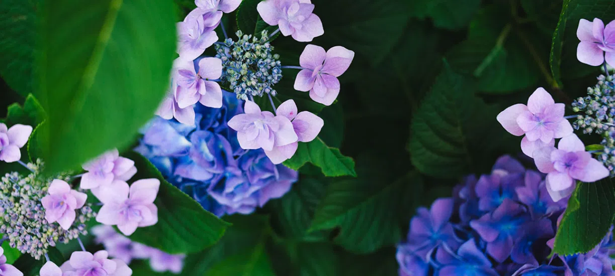 Cultiver des hortensias, c'est facile !