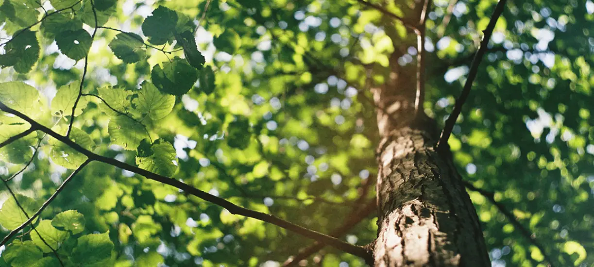 La taille de rabattage