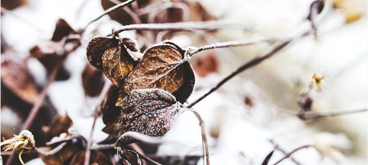 Cmonjardinier vous explique les bon coté du jardin en hiver.