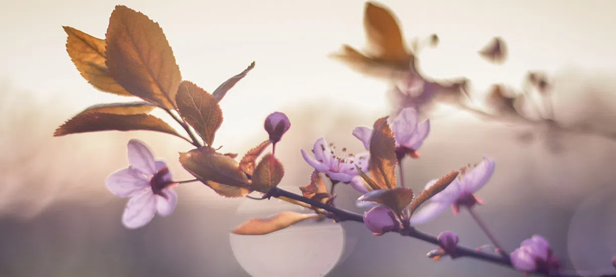 Les fleurs qui s'épanouissent dans le jardin en hiver.