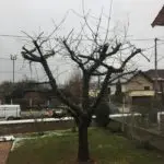 taille d'un cerisier