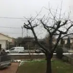 taille d'un cerisier