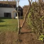 Taille et rabattage d'une haie