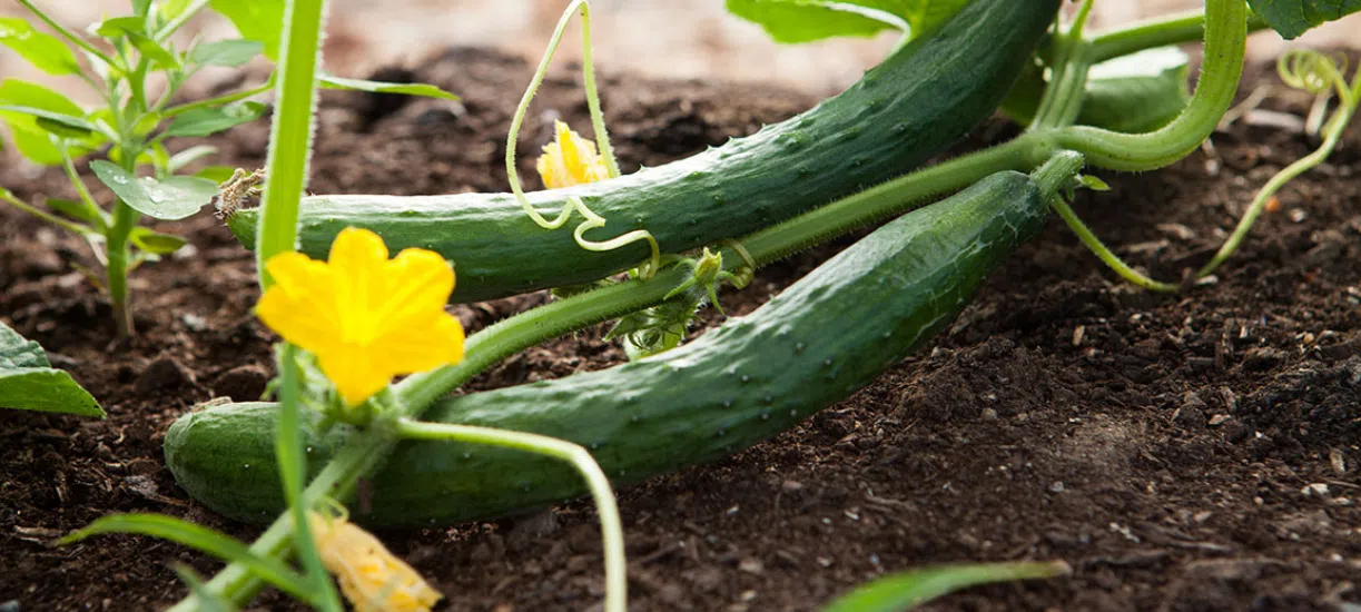 Cmonjardinier vous présente l'hiver au potager.