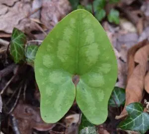 couvres-sols Asarum Splendens