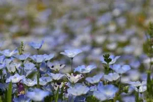 couvres-sols Nemophila maculata