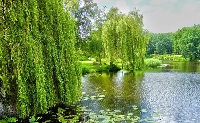 quelles plantes choisir sur des sols humides 