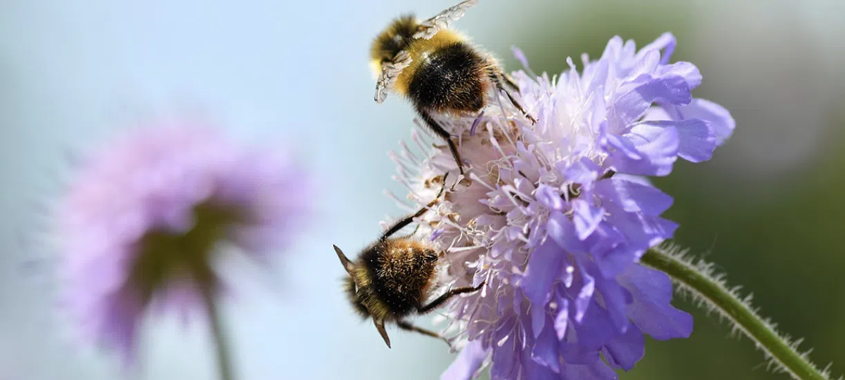 Comment encourager la biodiversité ?