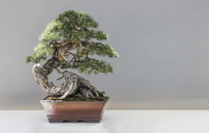 bonsai japonais