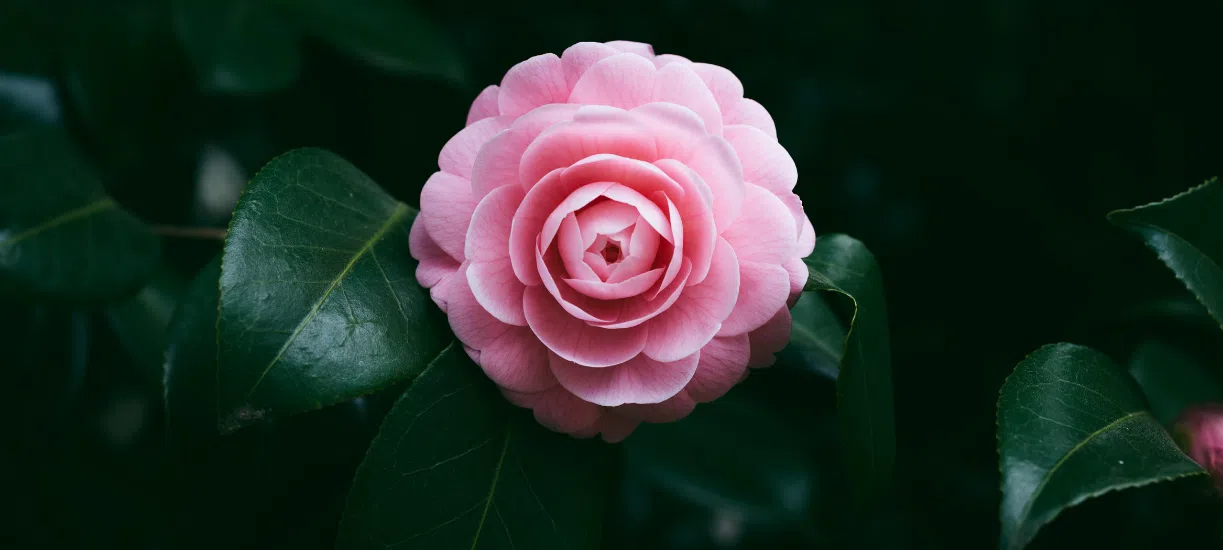 Cmonjardinier vous informe sur le camelia