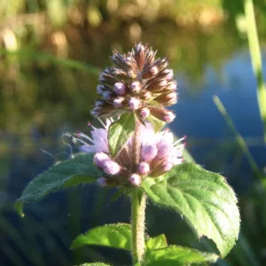 Mentha aquatica