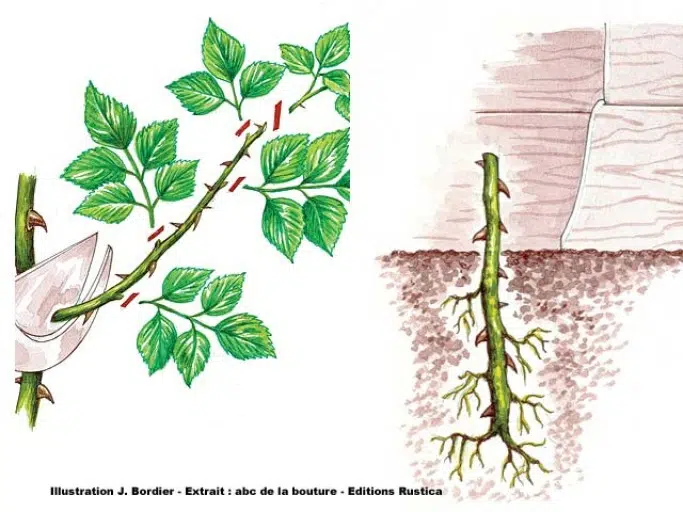 Les étapes pour la bouture de rosier